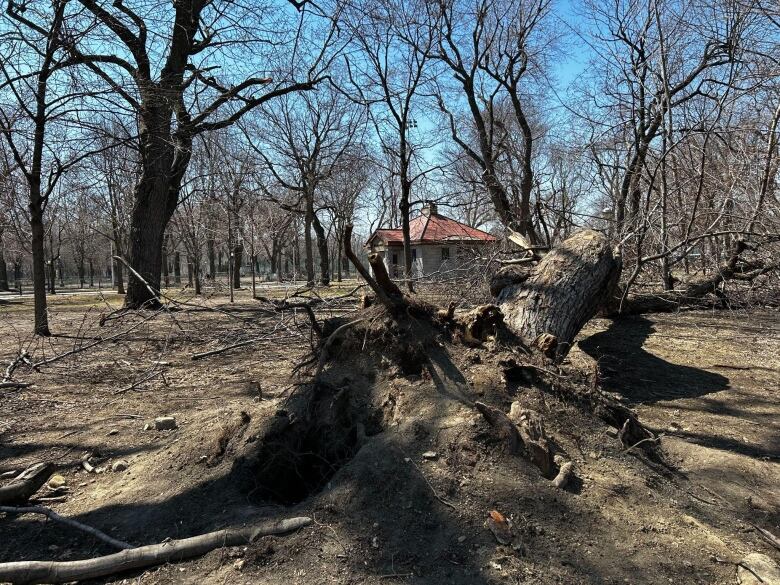 uprooted tree at parc lafontaine