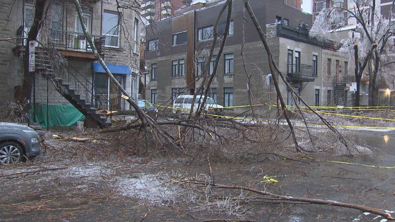 fallen tree branches in a parking lot