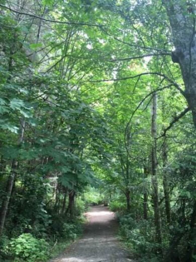 A dirt path in a bright forest. 