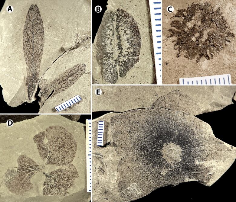 Pictures of five plant macrofossils are labeled A to E. They are rock surfaces that contain leaf linings of varying shapes. 