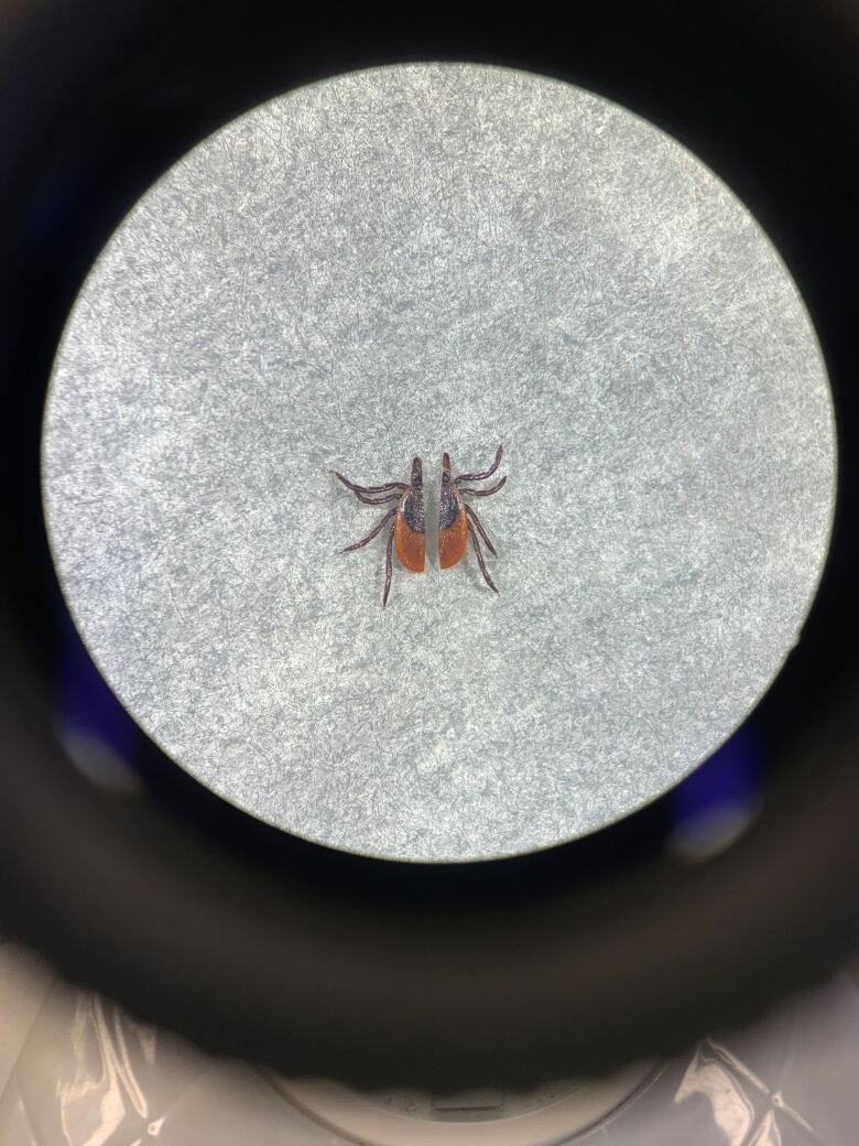 A photo of a deer tick in Acadia University. 