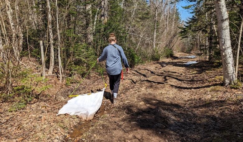 Mia Lauzon from Acadia University looking for ticks in the Annapolis Valley. 