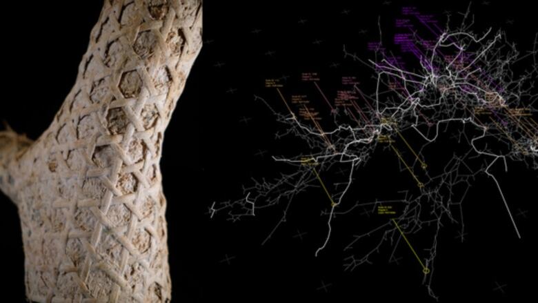 A graphic of fungal mycelium