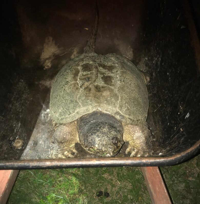 Grace the turtle in a wheelbarrow