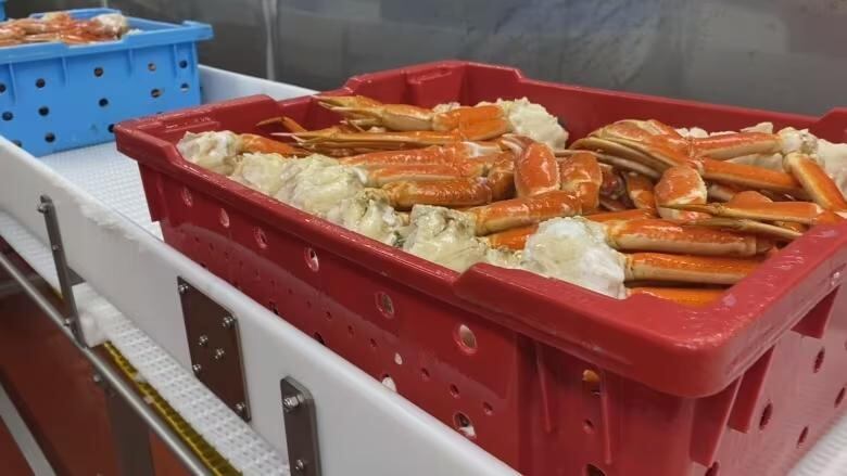 Snow crab is seen on a conveyor belt in plastic tubs