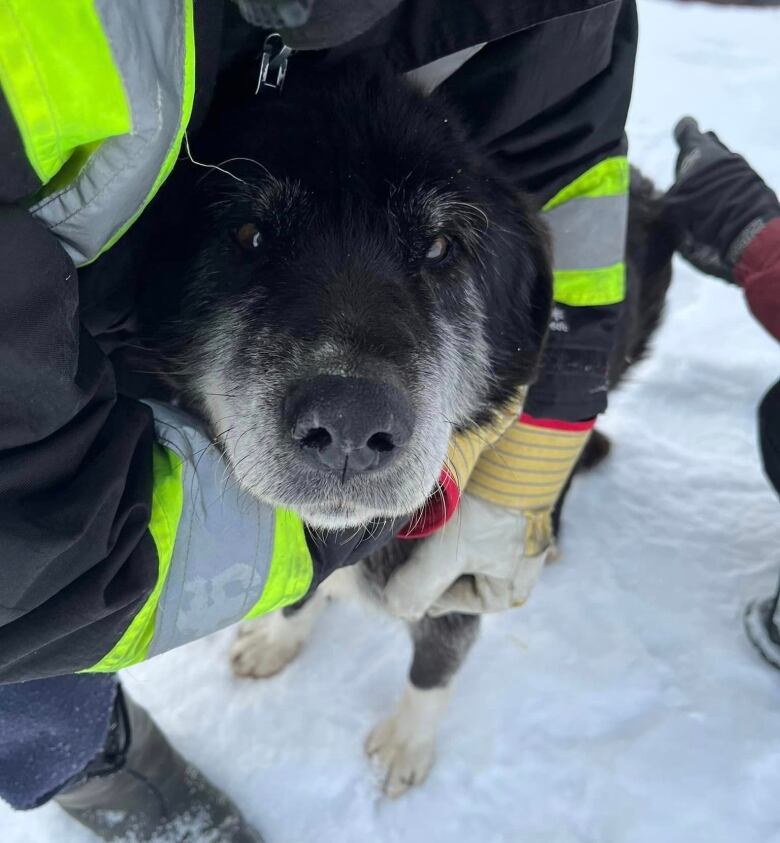 A cute dog looks up at the camera as he is held by a person. 