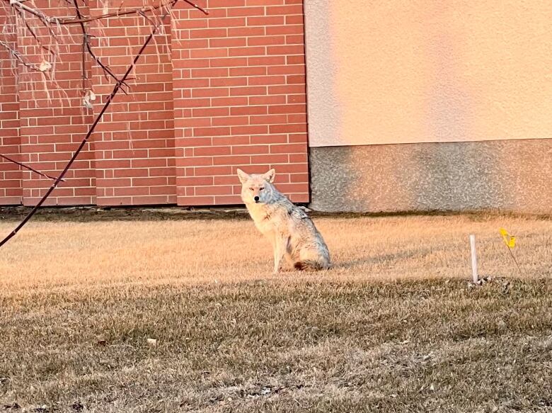 Coyote standing outside in front of a brick building. 