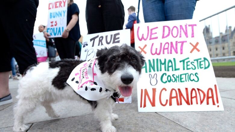 A black and white dog wearing a bandana stands in front of a sign which says 