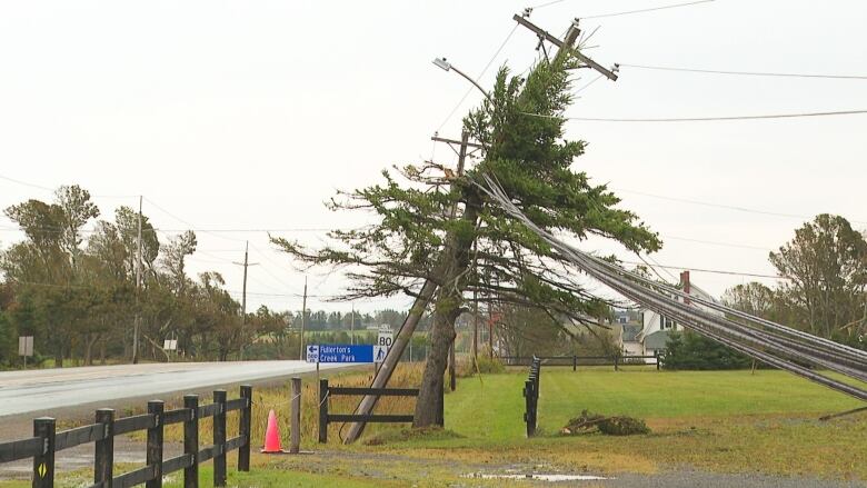 Tree on a power line.