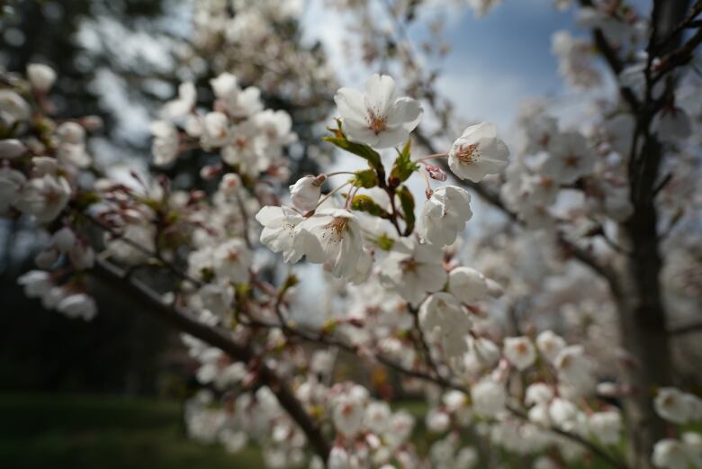 A close-up of a cherry blossom with white pedals.