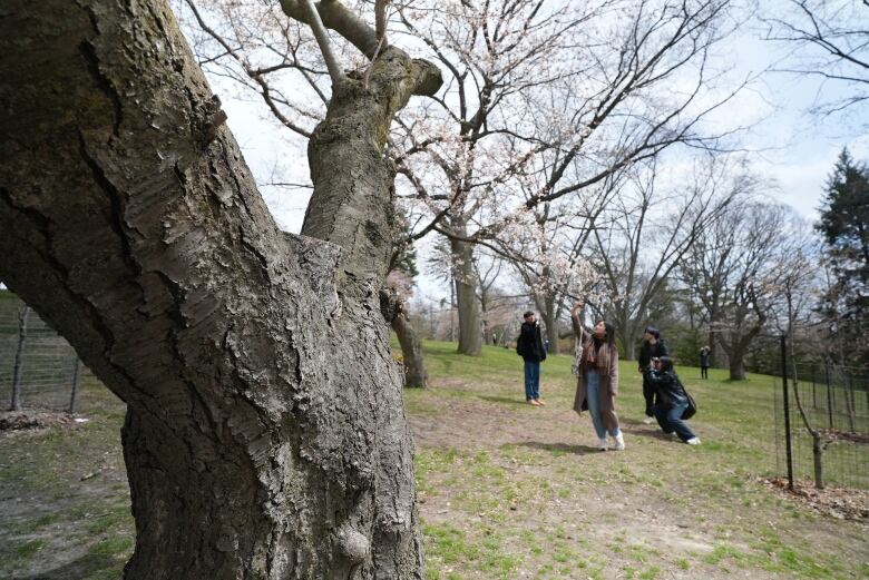 People in a park take photos of cherry blossom trees.