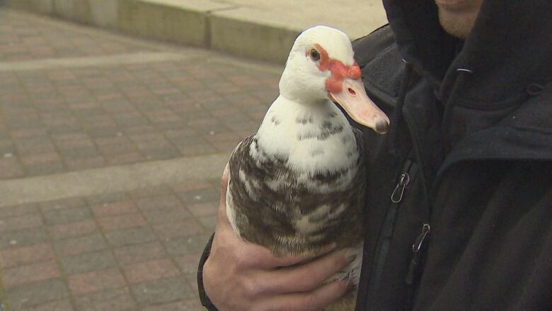 A man holds a white and brown speckled duck outside at a park. 