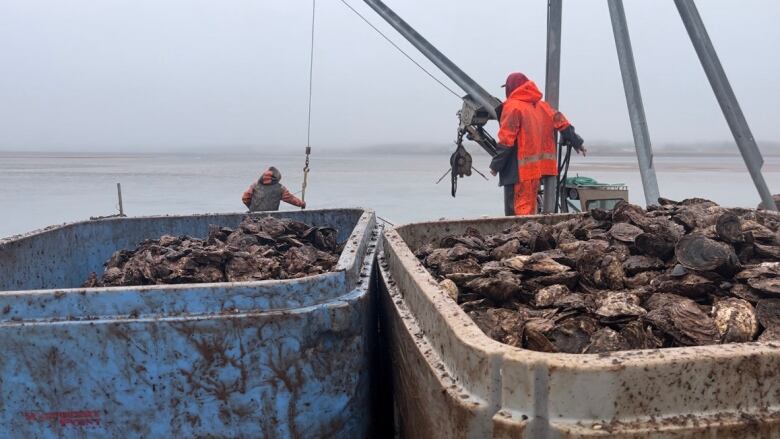 Two bins of Raspberry Point Oysters with workers hauling more from the ocean.