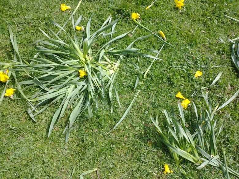 Destroyed daffodils are scattered across grass. 