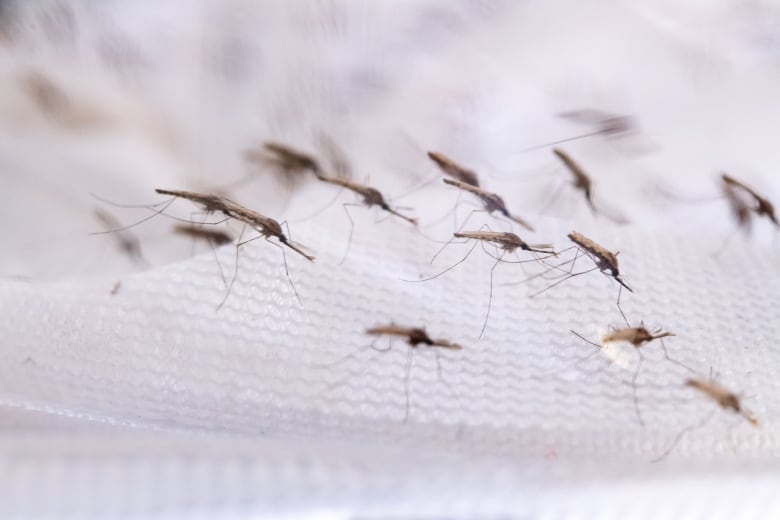 A group of mosquitoes from the Anopheles species.