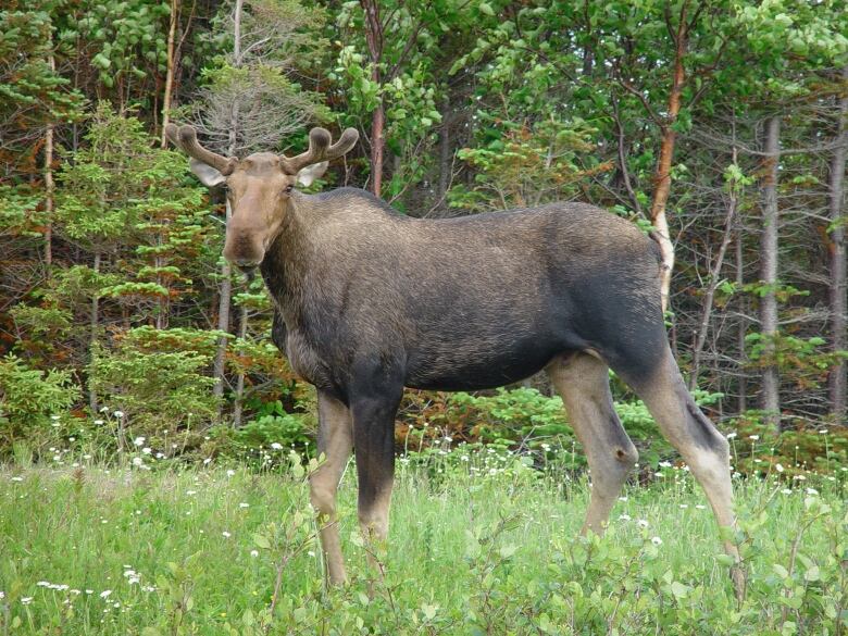 A bull moose stands in grass facing the camera with trees in the background.