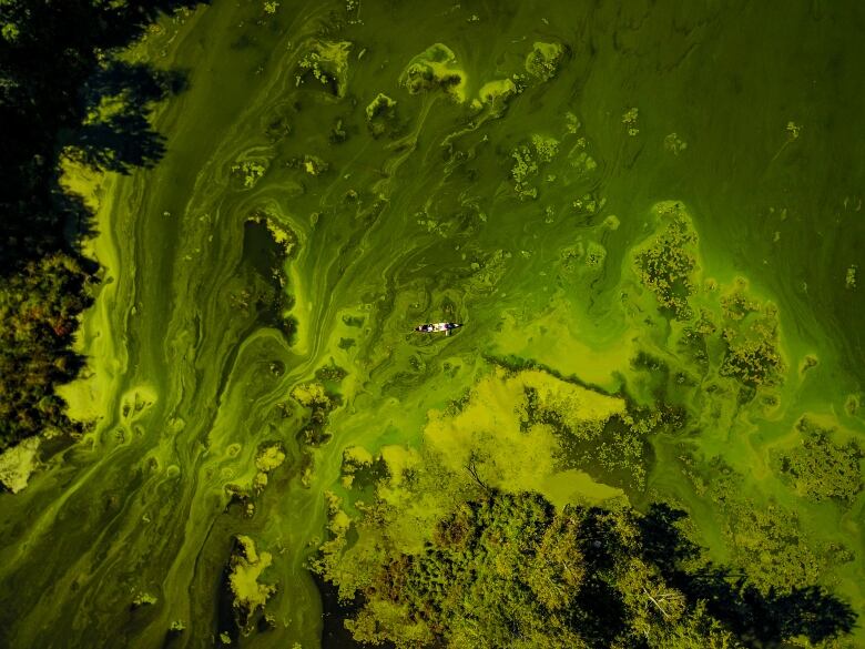 Aerial shot of a canoe on a completely green lake. 