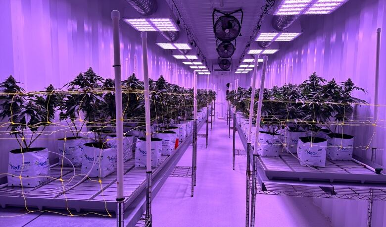 Cannabis plants line the shelves of a growth room under ultraviolet light.