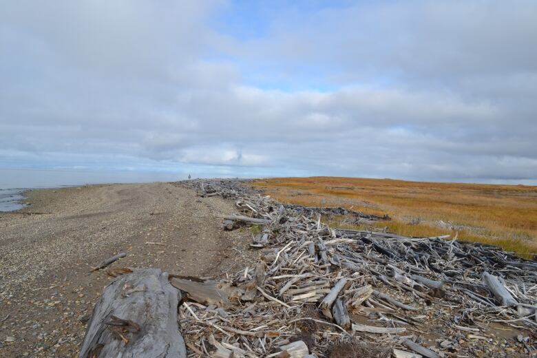 Driftwood pushed up against a shore, there's yellow vegetation to the left, driftwood in the middle, and water to the left.