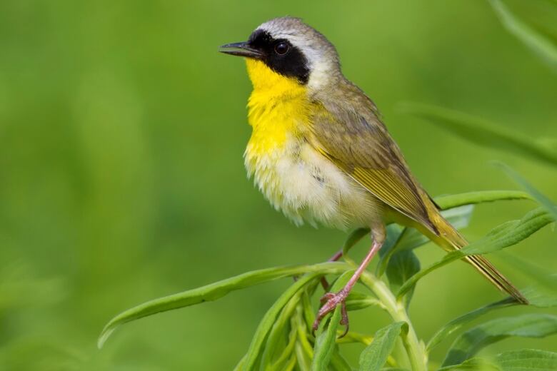 Common yellow throated warbler perched on a branch, all fluffed up.