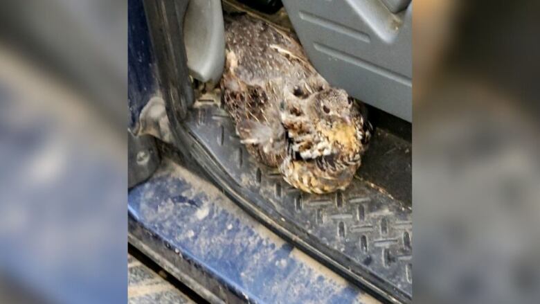 A grouse, feathers ruffled, sits in a truck.