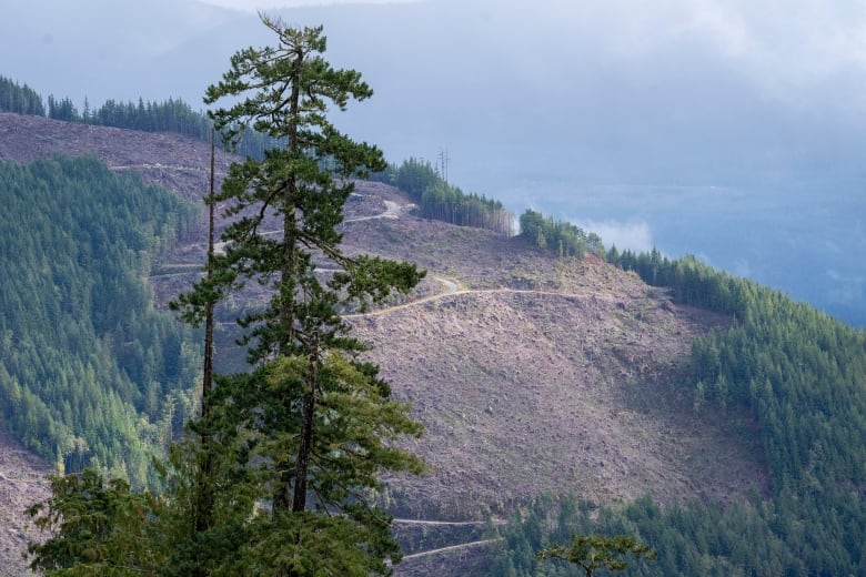 The remains of a cut block is seen near Port Renfrew in 2021, with large sections of forest logged.