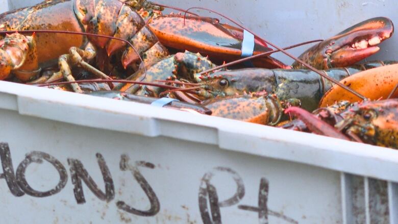 Closeup of lobsters in a bucket