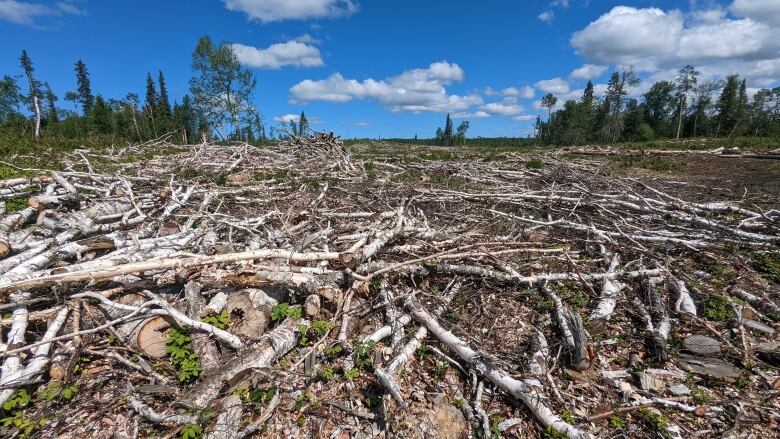 Scores of felled trees cover a clear-cut area of forest in Duck Mountain Provincial Park.