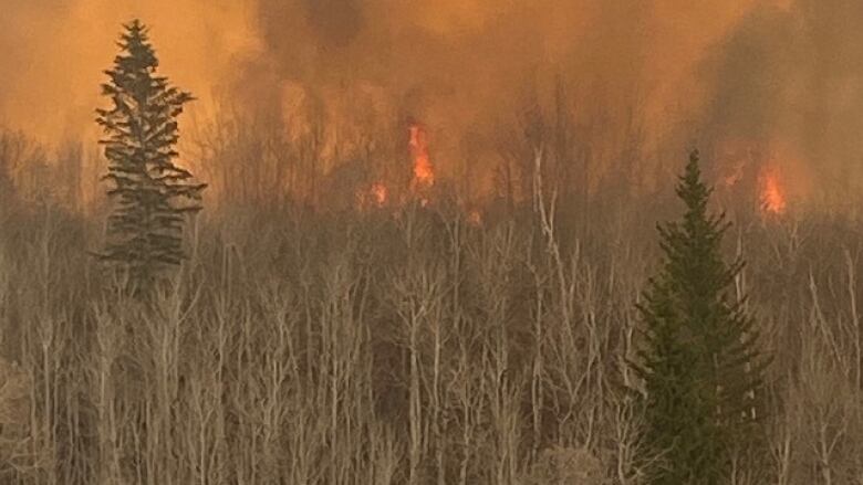 Smoke emerging from a from a forest