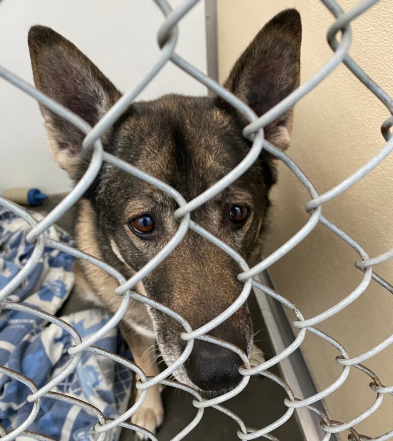 A dog who kind of looks like a wolf looks through a wire door with really sad eyes.