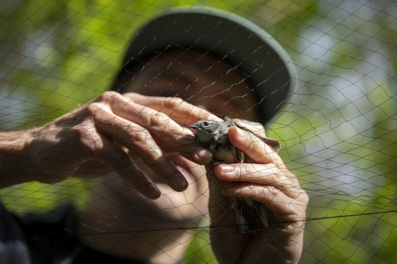 A man holds a small bird caught in a net.