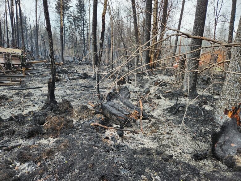 burnt forest