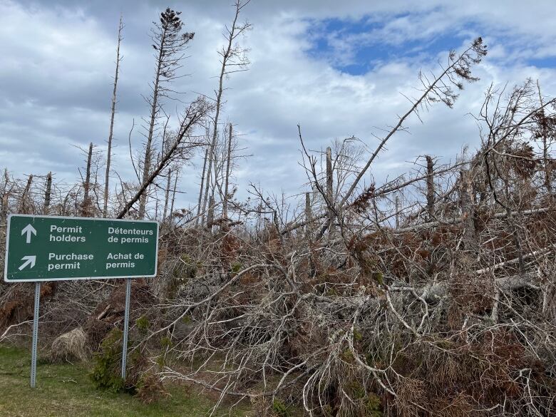 Trees lay down on the ground following a powerful post-tropical storm. 