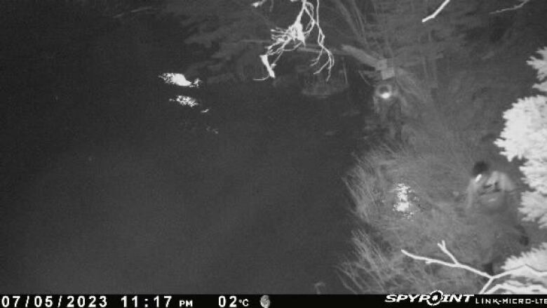 A hidden camera photo of elver poachers on the river at night