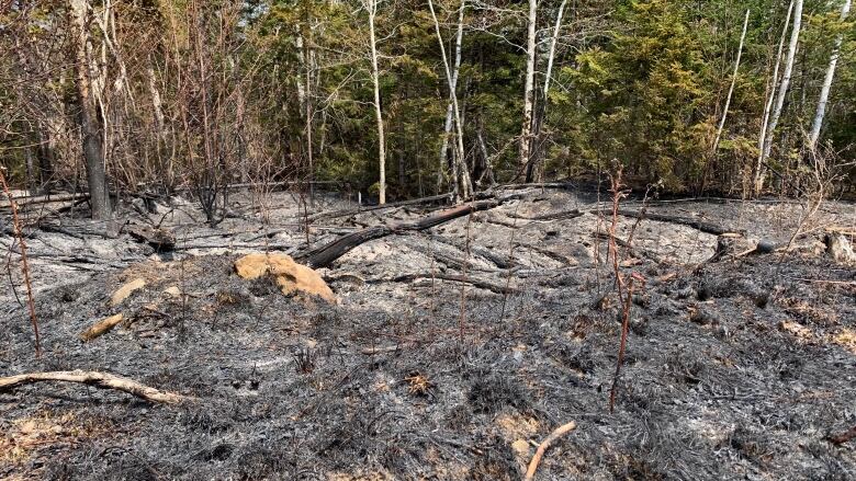 Blackened ground and scorched, fallen trees are seen with green trees standing in the background.