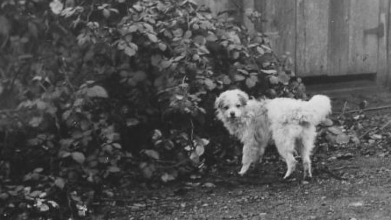 A small white dog is pictured in a garden in a black-and-white photograph. 