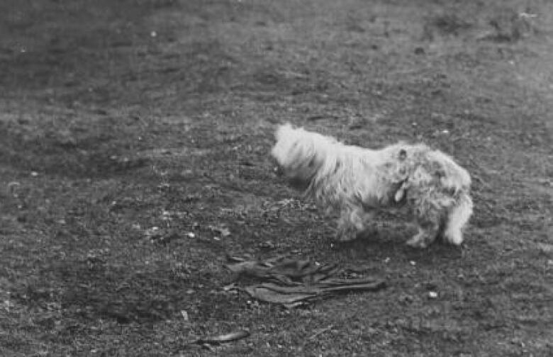 A small white dog stands in a field in a black-and-white photograph. 