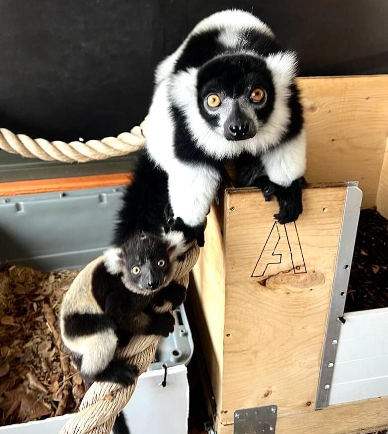 A baby lemur holds onto a rople beside its mother.