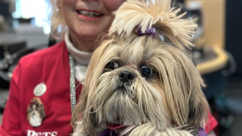 A close-up of a Shih Tzu dog.