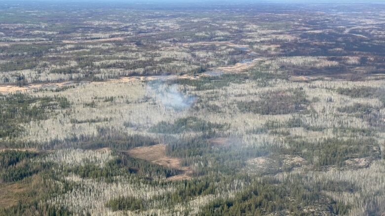 A green forest with smoke floating above it. 