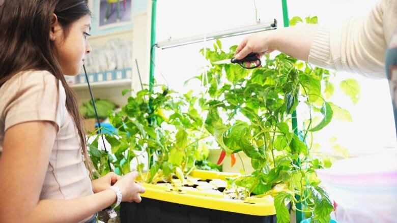 A bucket is shown with plants coming from it and windows behind it. 