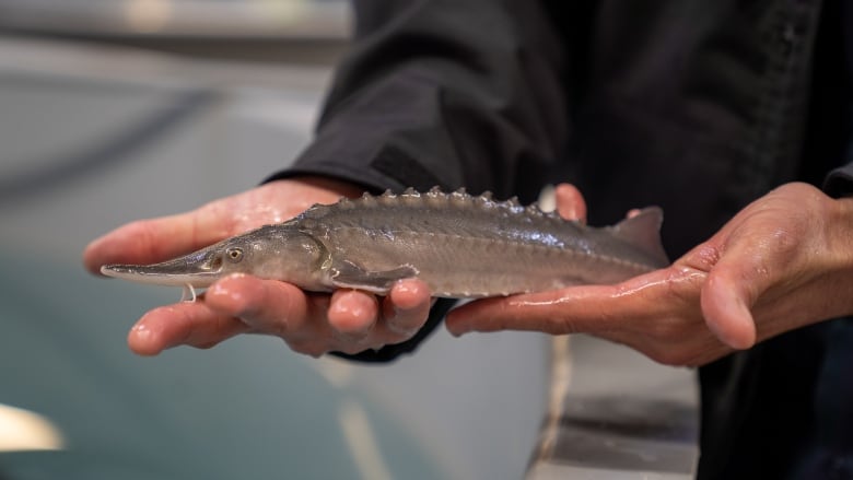 A man holds a small grey fish with a ridged back and a long snout.