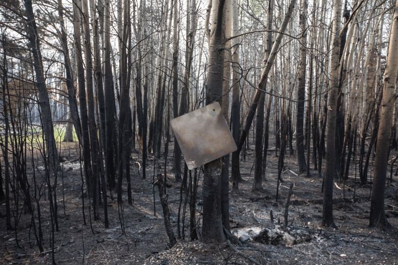 A burnt metal sign is shown hanging for the trunk of a tree in a charred forest.