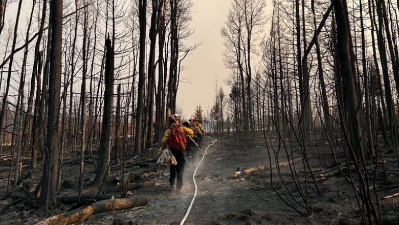 Firefighters dressed in yellow walk through a stand of burned trees. 