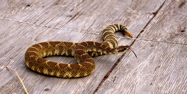 A snake curls its body on a wooden surface.