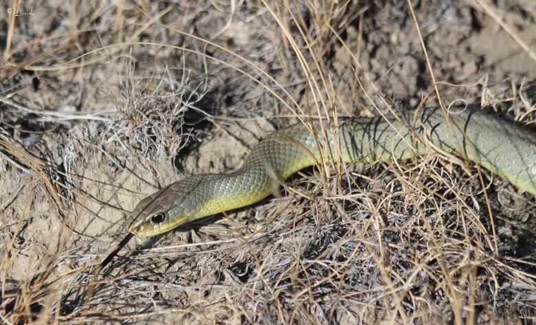 A snake is moving on grassy area with tongue sticking out.