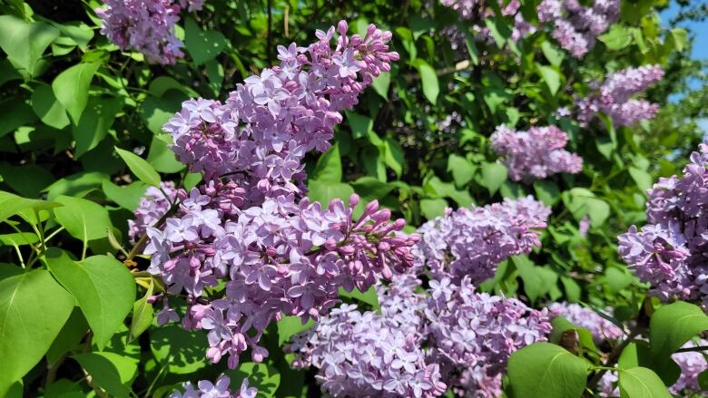 Purple lilacs bloom in a sumptuous green bush.