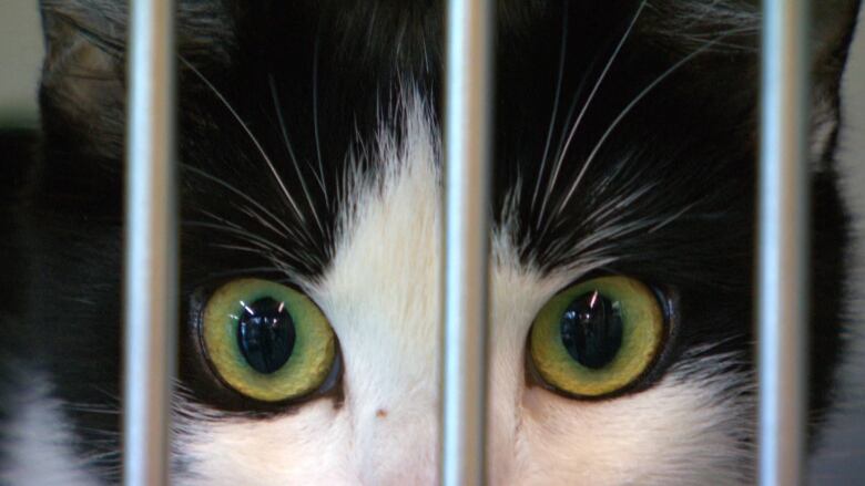 A close up image of a cat in a cage.