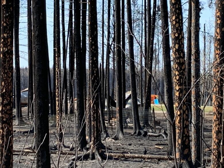 A destroyed house can be seen behind charred trees.