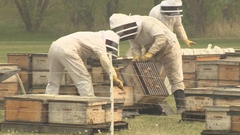 Three beekeepers tending to bees